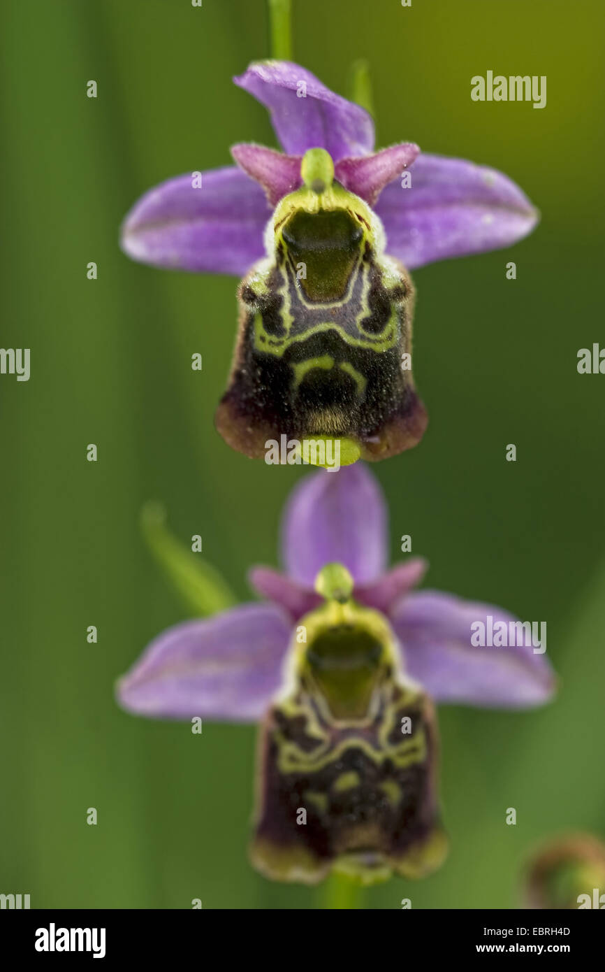 late spider orchid (Ophrys holoserica ssp. maxima), two flowers, France Stock Photo