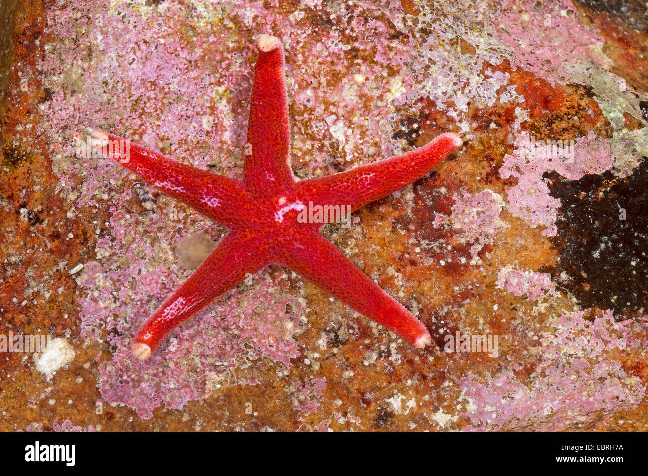 Atlantic Blood Star, Slender sea star, Polar slender sea star, Blood star, Bloody Henry, Northern Henricia, Blood starfish (Henricia spec., Henricia spec.), top view Stock Photo