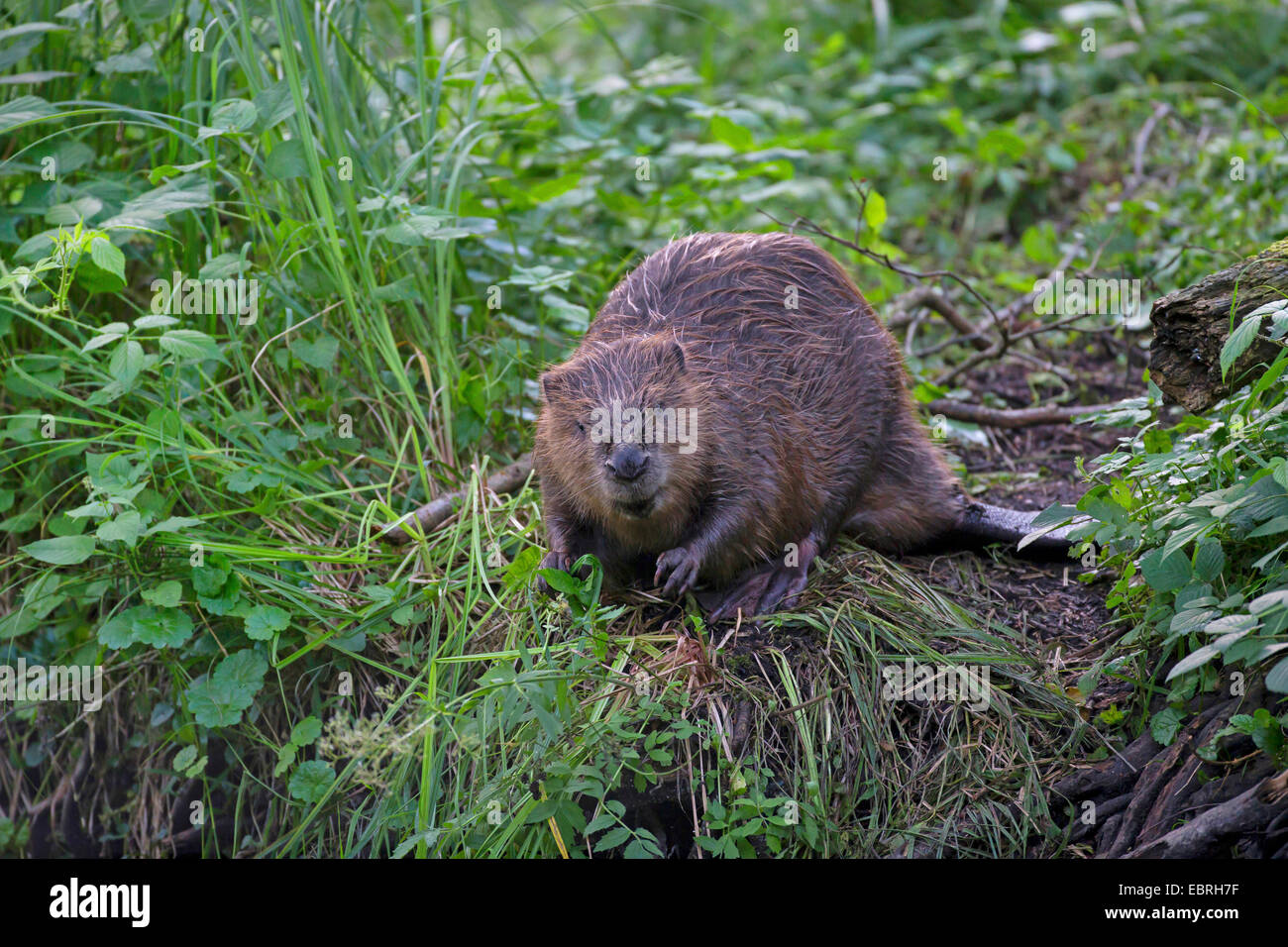 Eurasian beaver, European beaver (Castor fiber), sitting on a shore, Germany Stock Photo