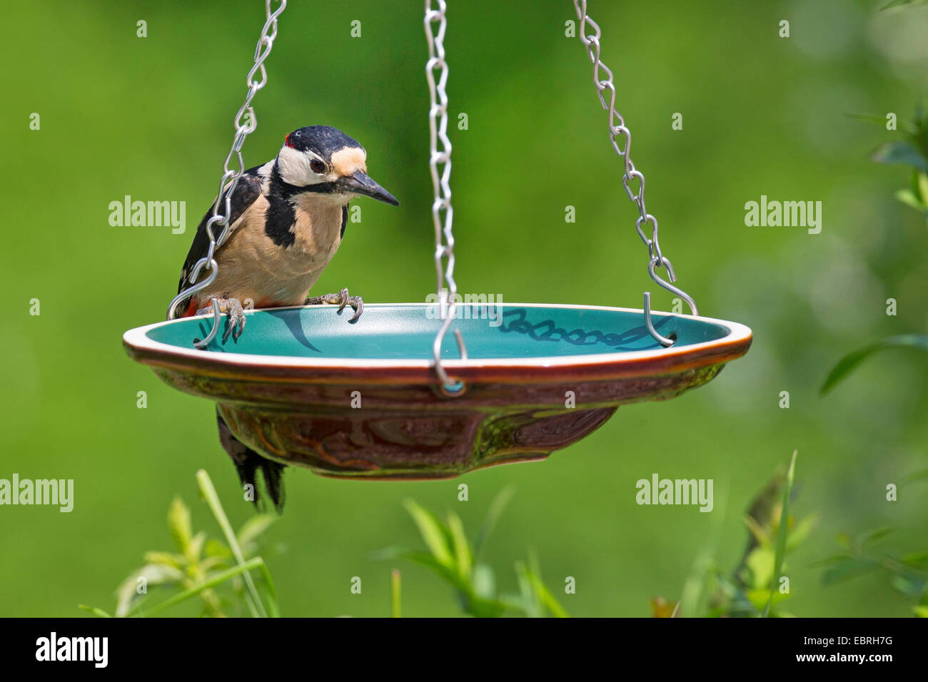 Great spotted woodpecker (Picoides major, Dendrocopos major), at watering place, Germany Stock Photo