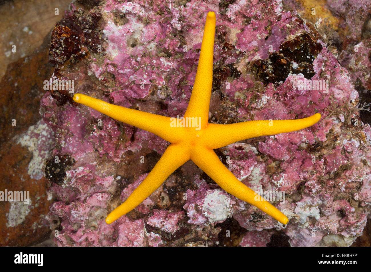 Atlantic Blood Star, Slender sea star, Polar slender sea star, Blood star, Bloody Henry, Northern Henricia, Blood starfish (Henricia spec., Henricia spec.), top view Stock Photo