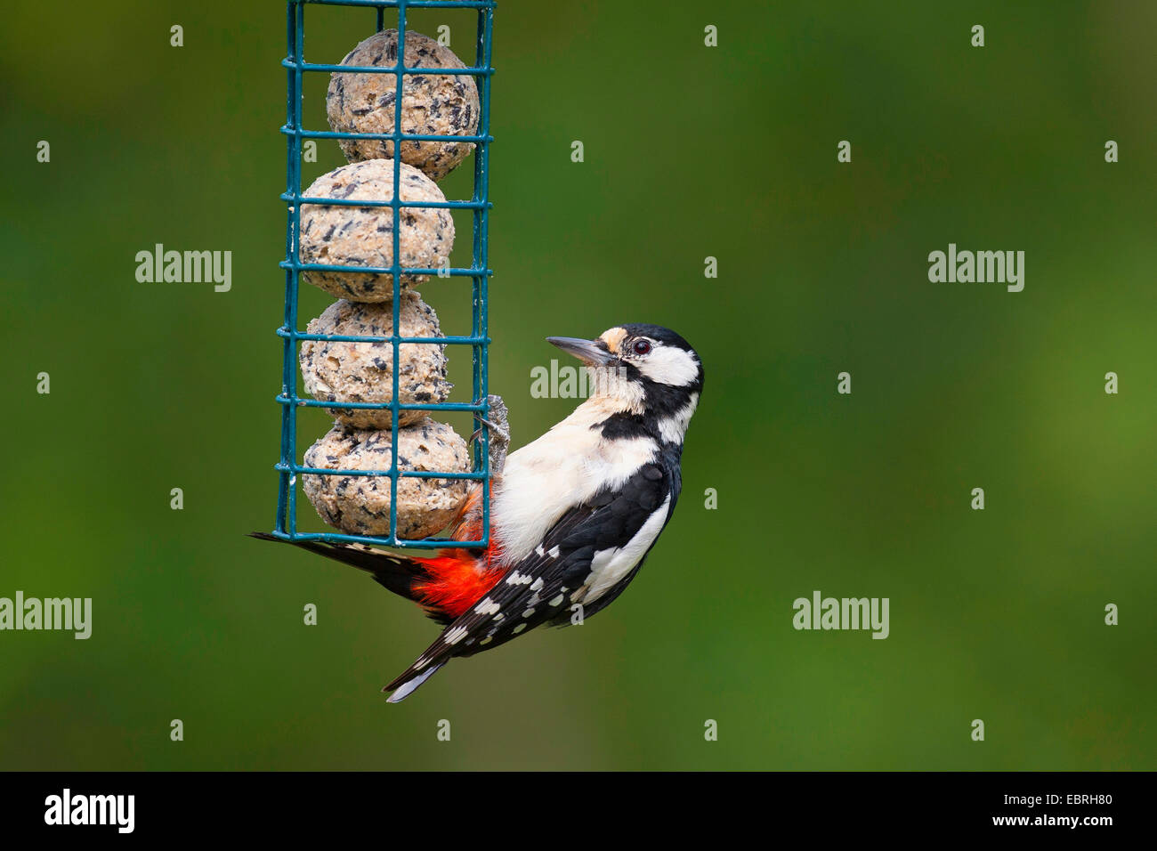 Great spotted woodpecker (Picoides major, Dendrocopos major), squeaker at feeding place, Germany Stock Photo