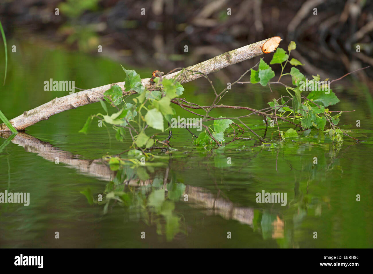 Eurasian beaver, European beaver (Castor fiber), eroded birch branch, Germany Stock Photo