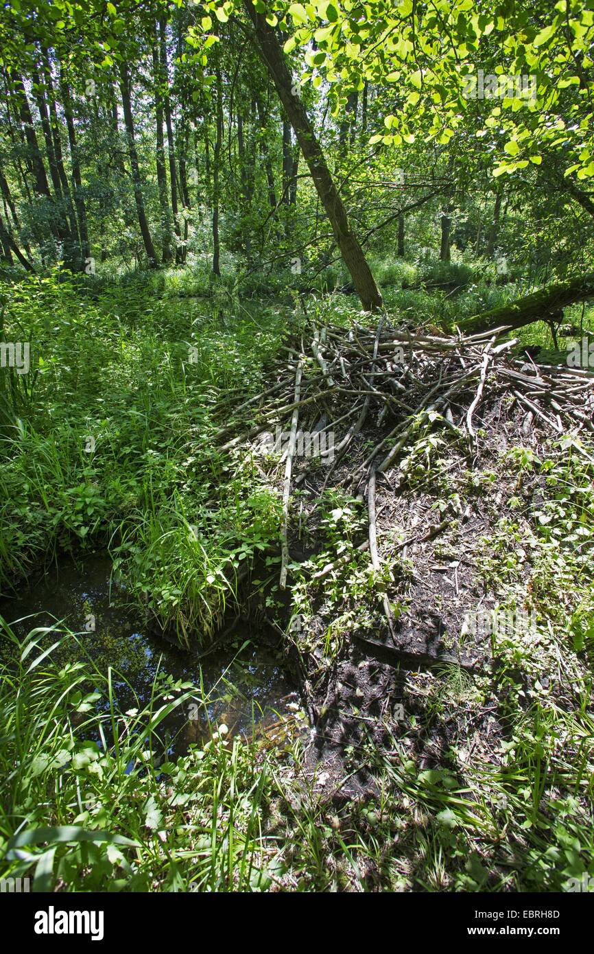 beaver lodge in a floodplain forest, Germany Stock Photo