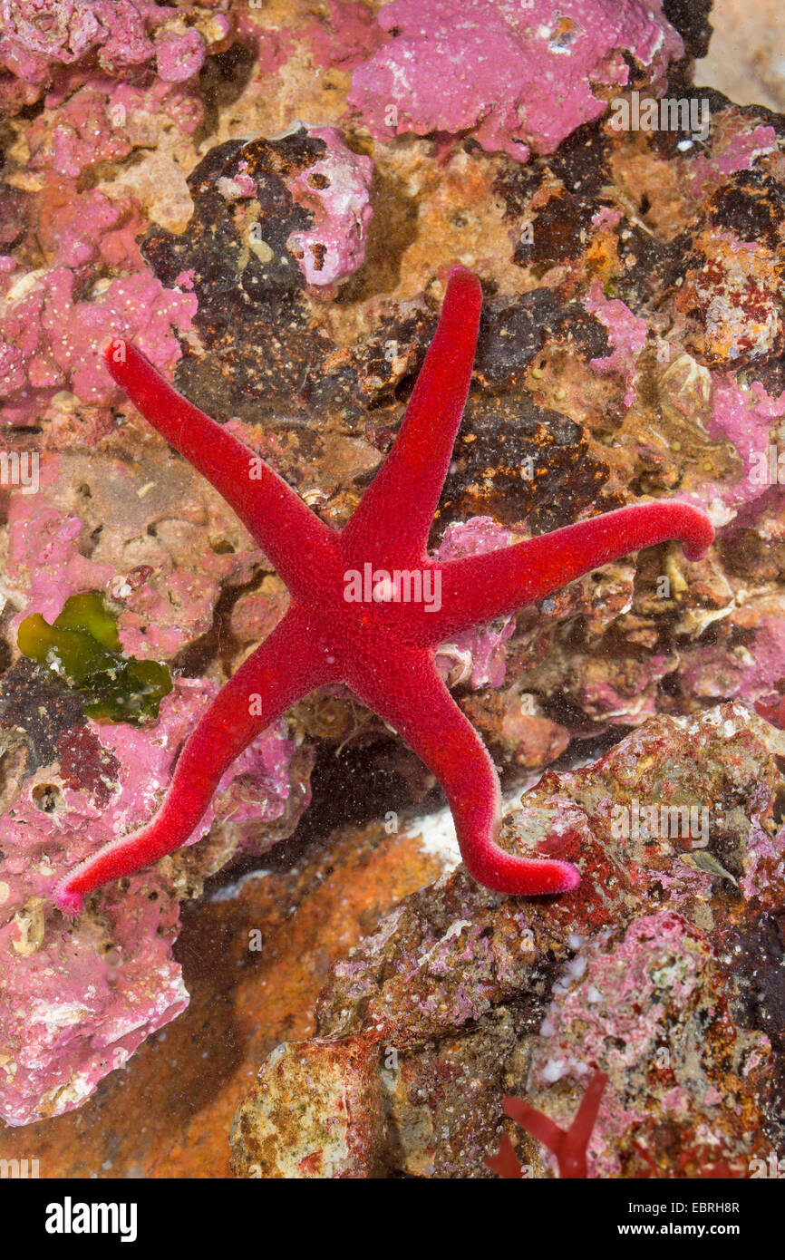 Atlantic Blood Star, Slender sea star, Polar slender sea star, Blood star, Bloody Henry, Northern Henricia, Blood starfish (Henricia sanguinolenta, Henricia leviuscula), top view Stock Photo