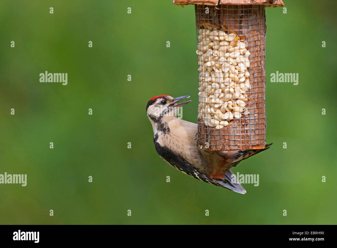 Great spotted woodpecker (Picoides major, Dendrocopos major), squeaker at feeding place, Germany Stock Photo