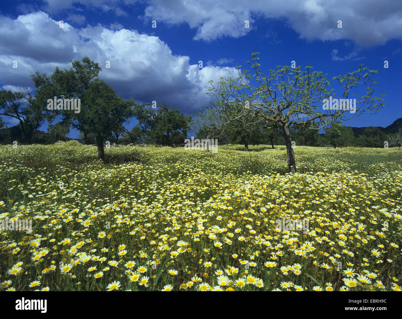 Var Garland Crown Daisy, Garland Chrysanthemum (Chrysanthemum coronarium var ...