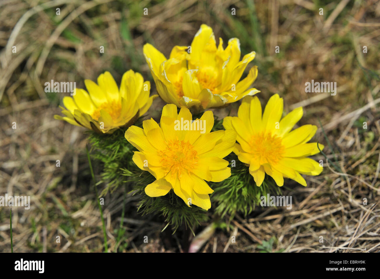 spring adonis (Adonis vernalis), blooming, Germany, Bavaria Stock Photo