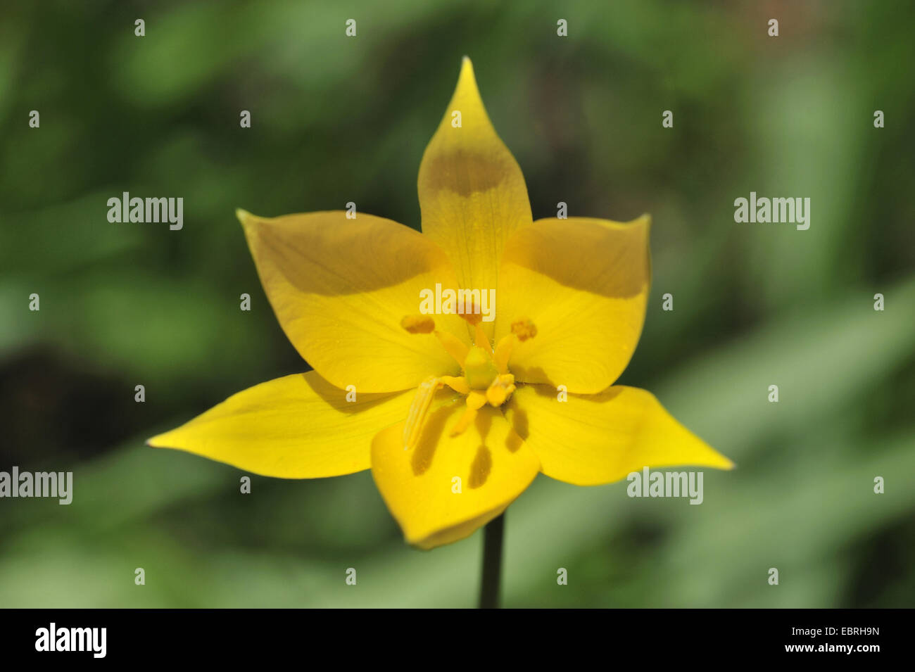 Species tulip sylvestris hi-res stock photography and images - Alamy