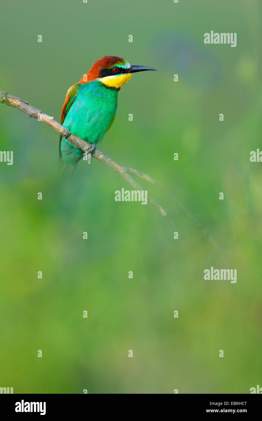 european-bee-eater-merops-apiaster-sits-on-a-branch-in-a-flower