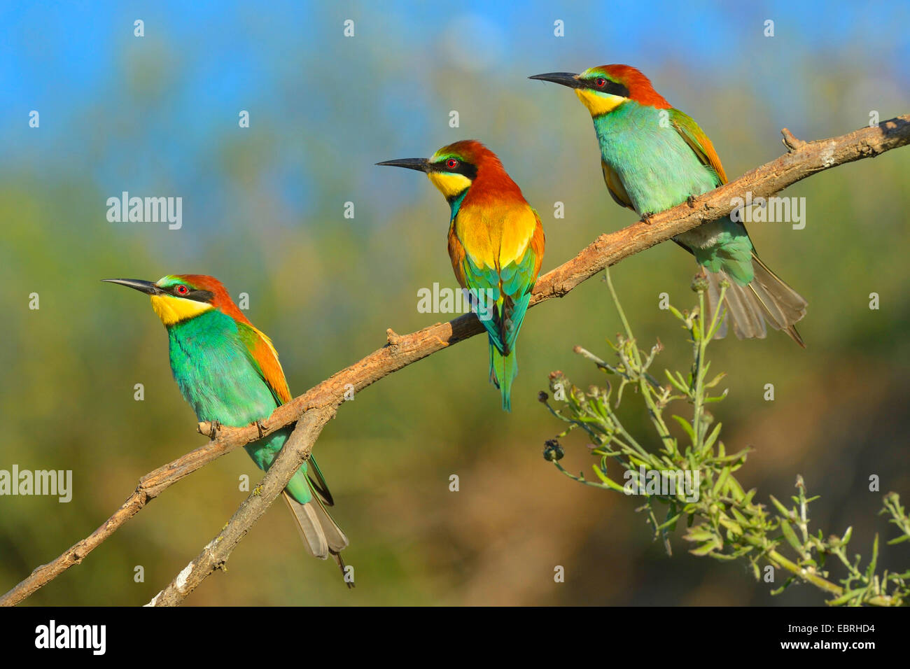 European bee eater (Merops apiaster), three bee eaters on a branch in the morning sun, Hungary Stock Photo