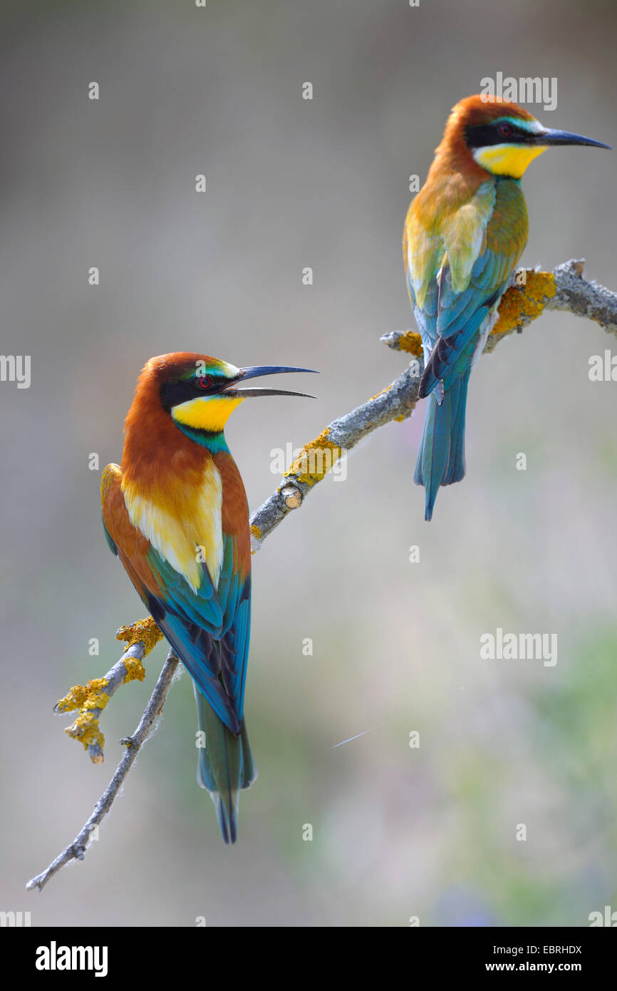 European bee eater (Merops apiaster), breeding pair on its outlook, Hungary Stock Photo