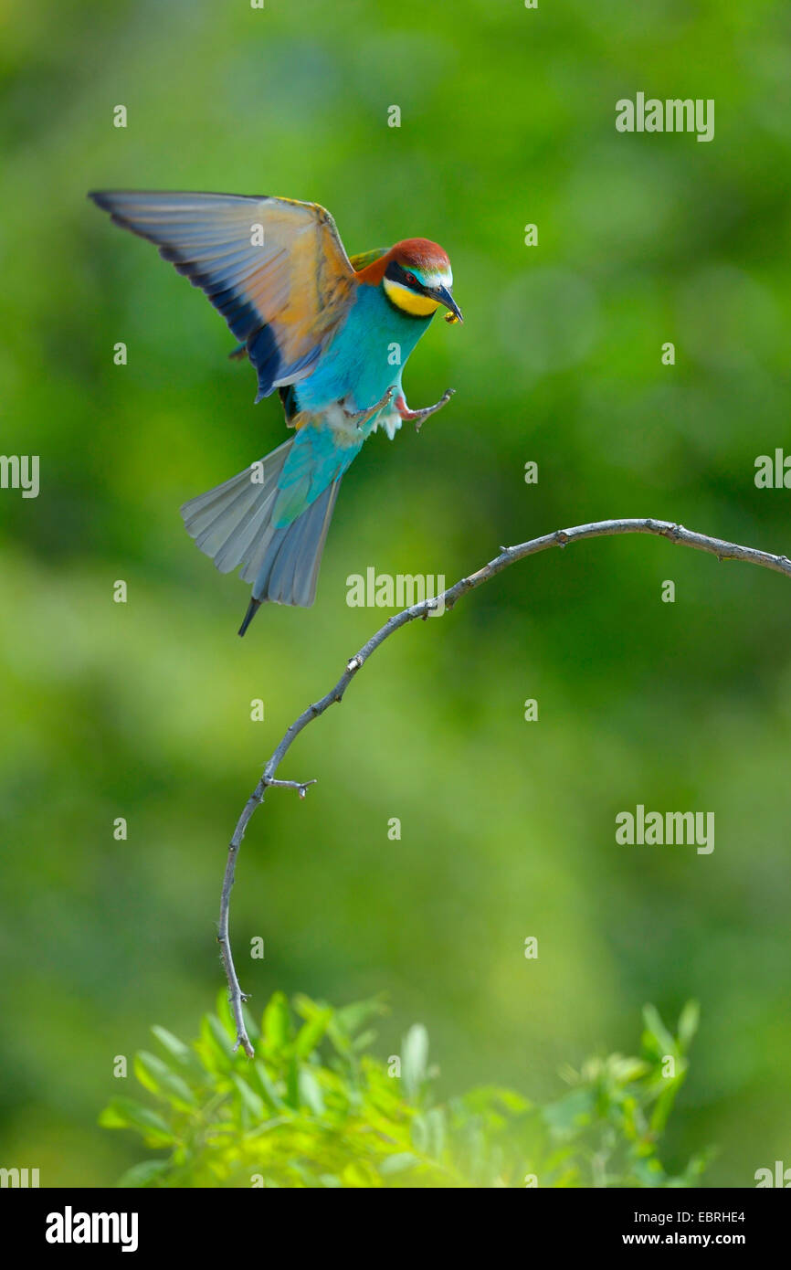 European bee eater (Merops apiaster), lands on a branch, Hungary Stock Photo