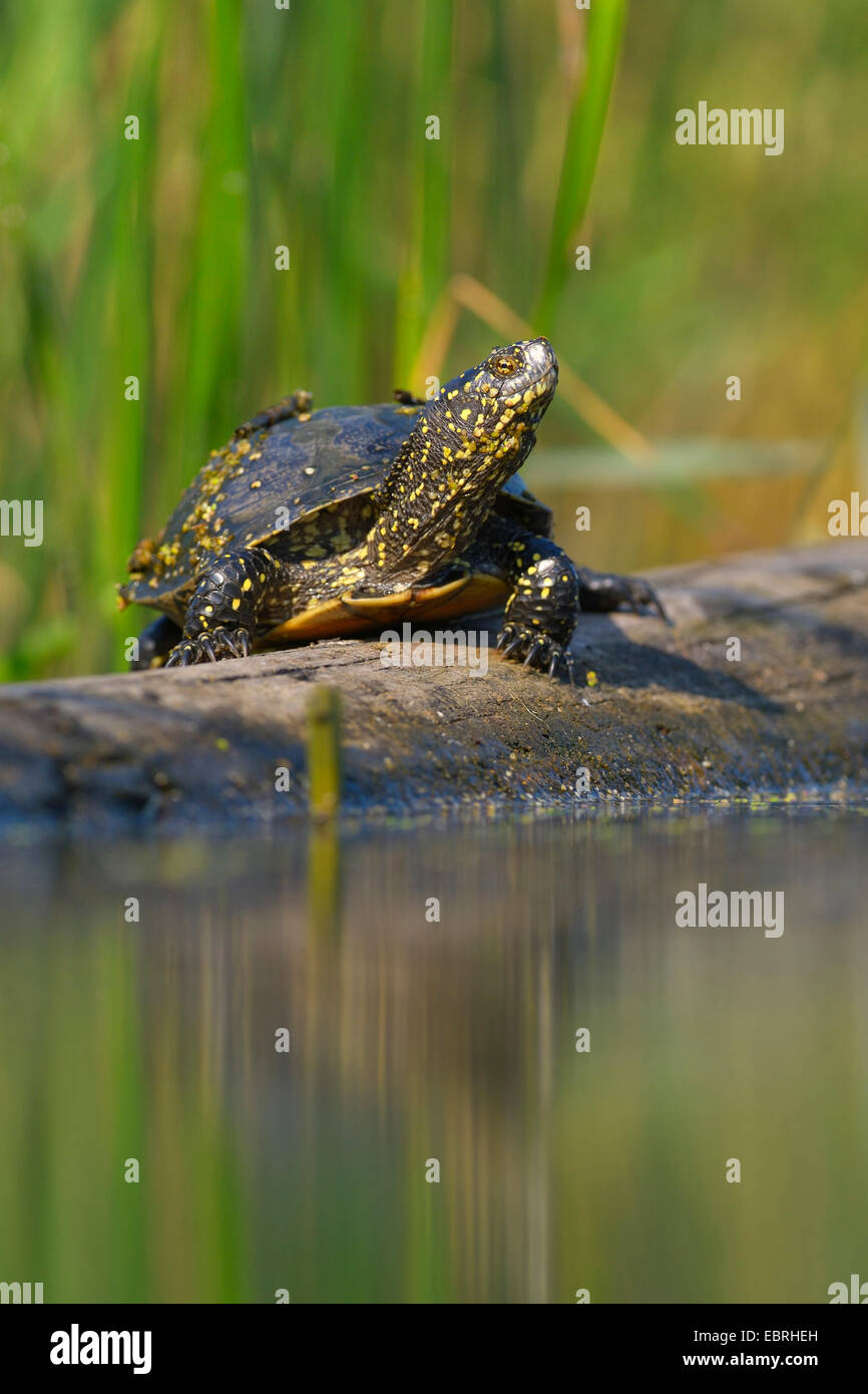 European pond terrapin, European pond turtle, European pond tortoise ...
