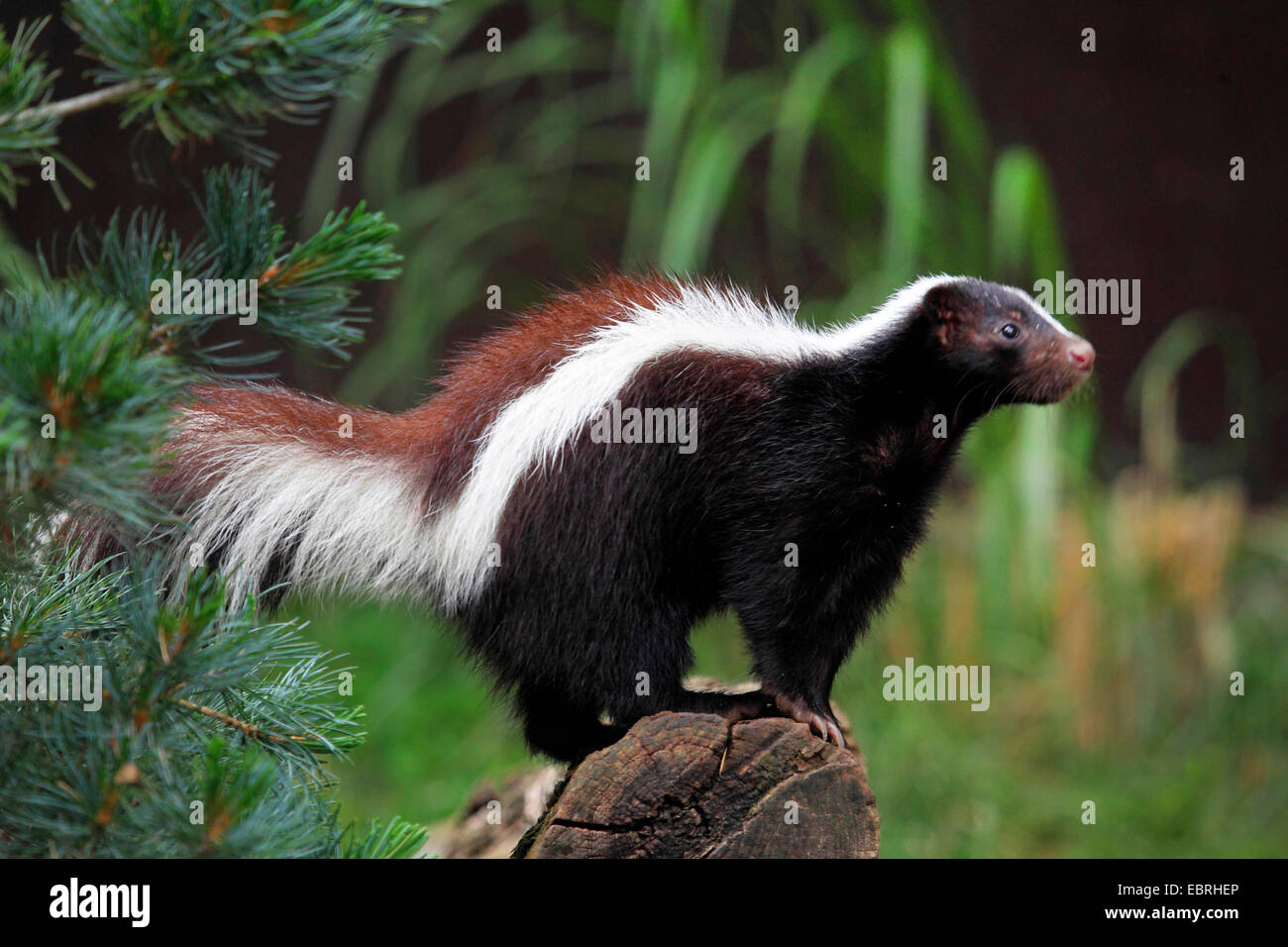 striped skunk (Mephitis mephitis), on a log, USA Stock Photo