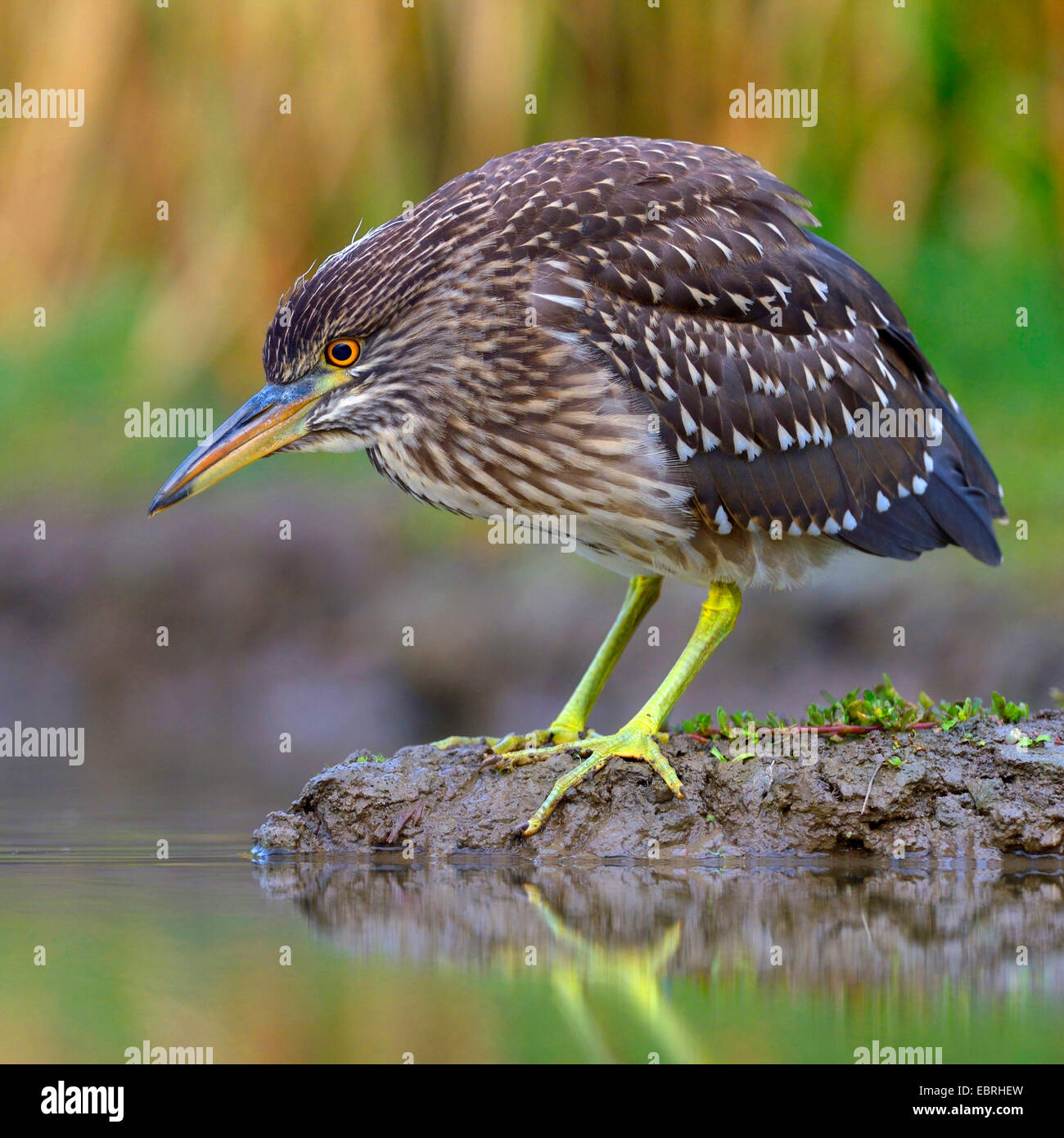 black-crowned night heron (Nycticorax nycticorax), young bird lurking for prey, Hungary Stock Photo