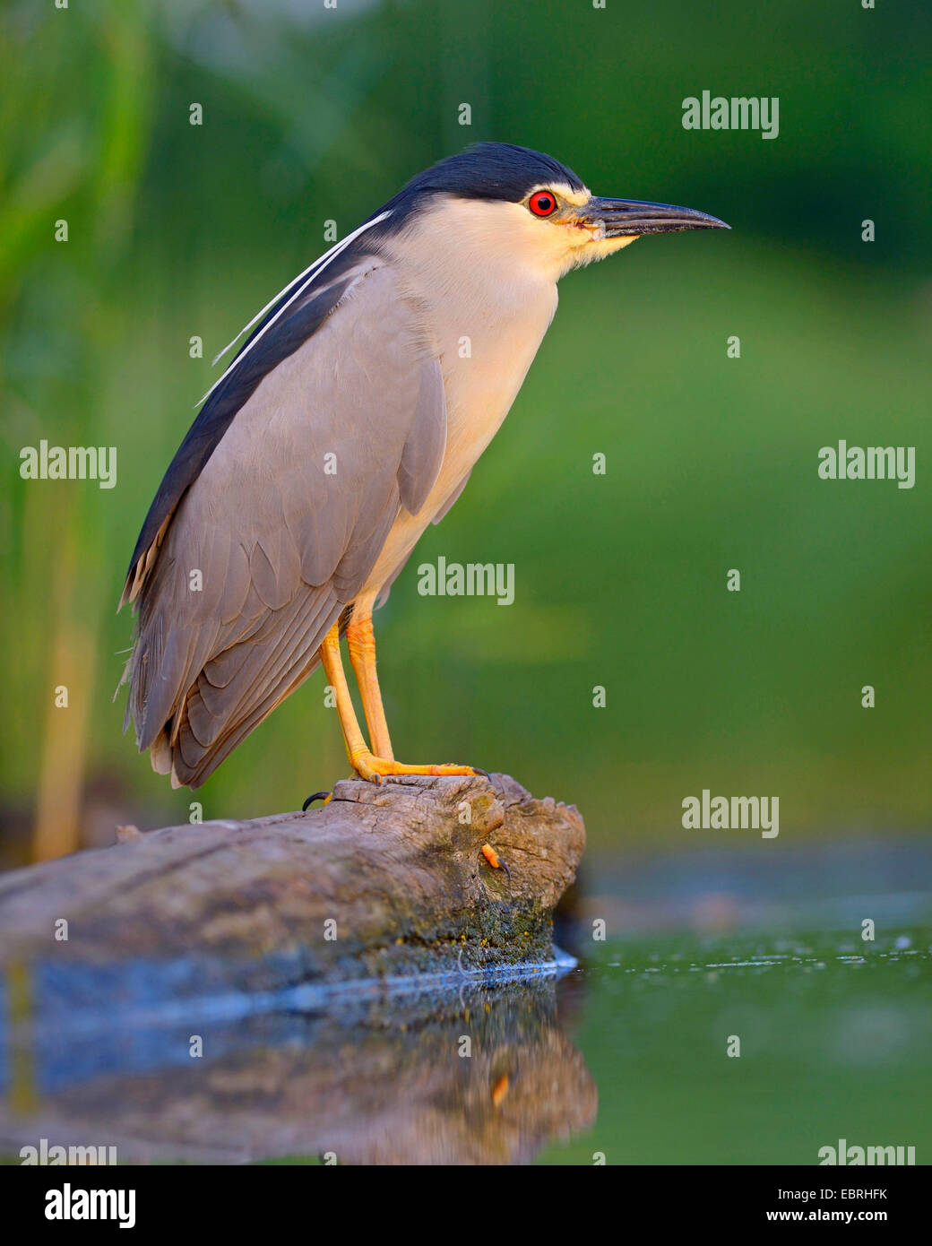 black-crowned night heron (Nycticorax nycticorax), on a fallen tree trunk in morning light, Hungary Stock Photo