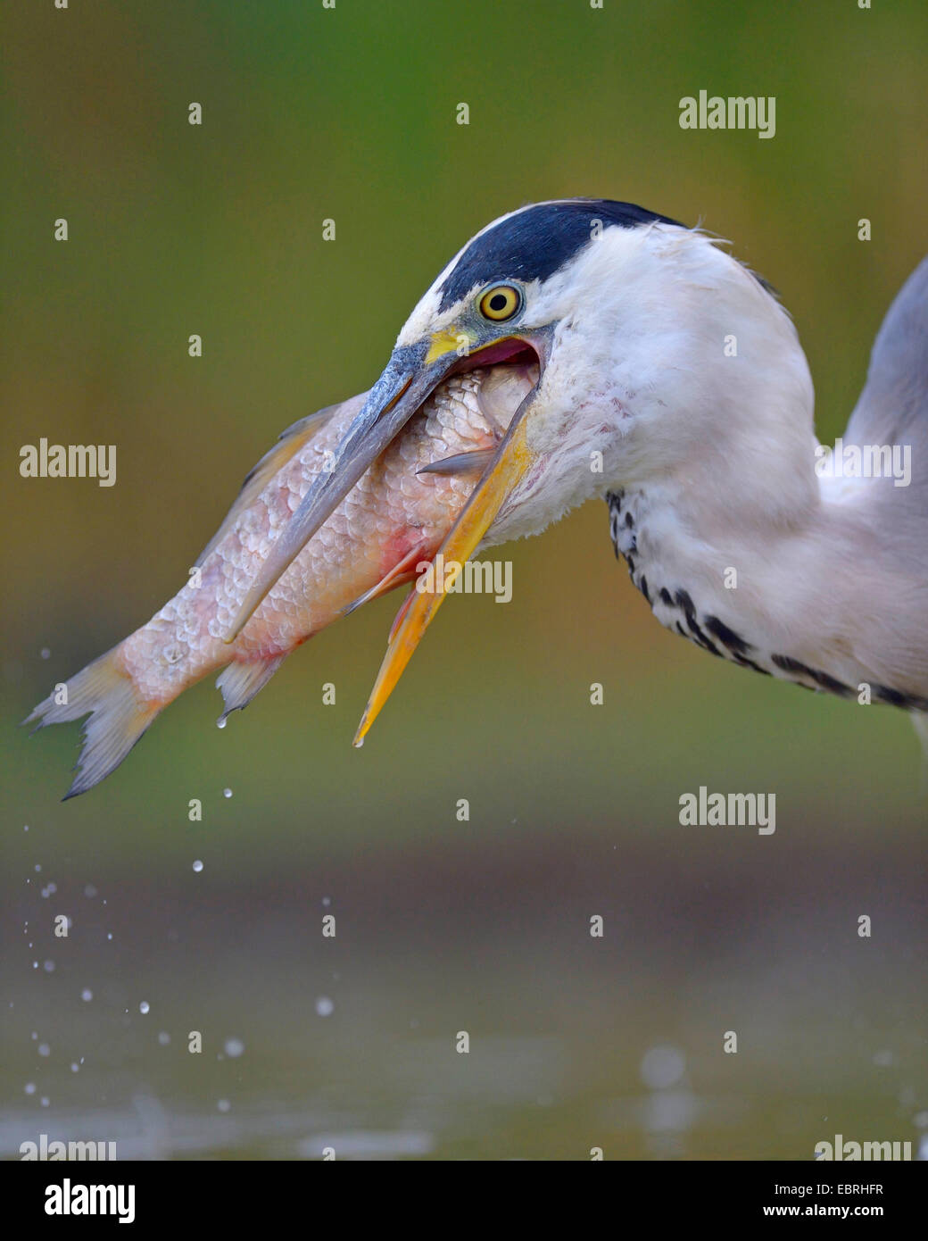 grey heron (Ardea cinerea), feeds a caught fish, Hungary Stock Photo ...