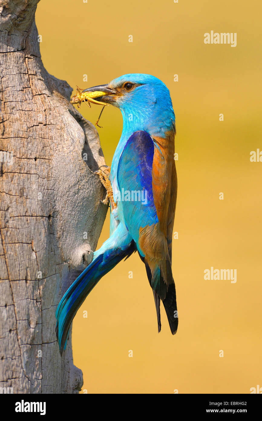 European roller (Coracias garrulus), at the breeding cave with prey in the bill, Hungary Stock Photo
