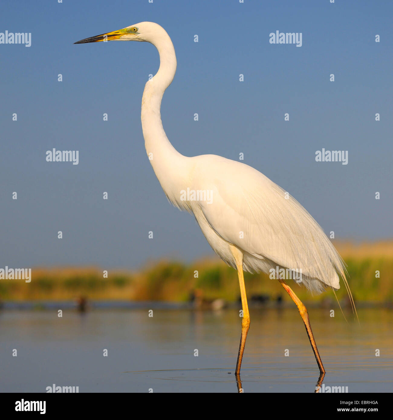 great egret, Great White Egret (Egretta alba, Casmerodius albus, Ardea alba), adult wading