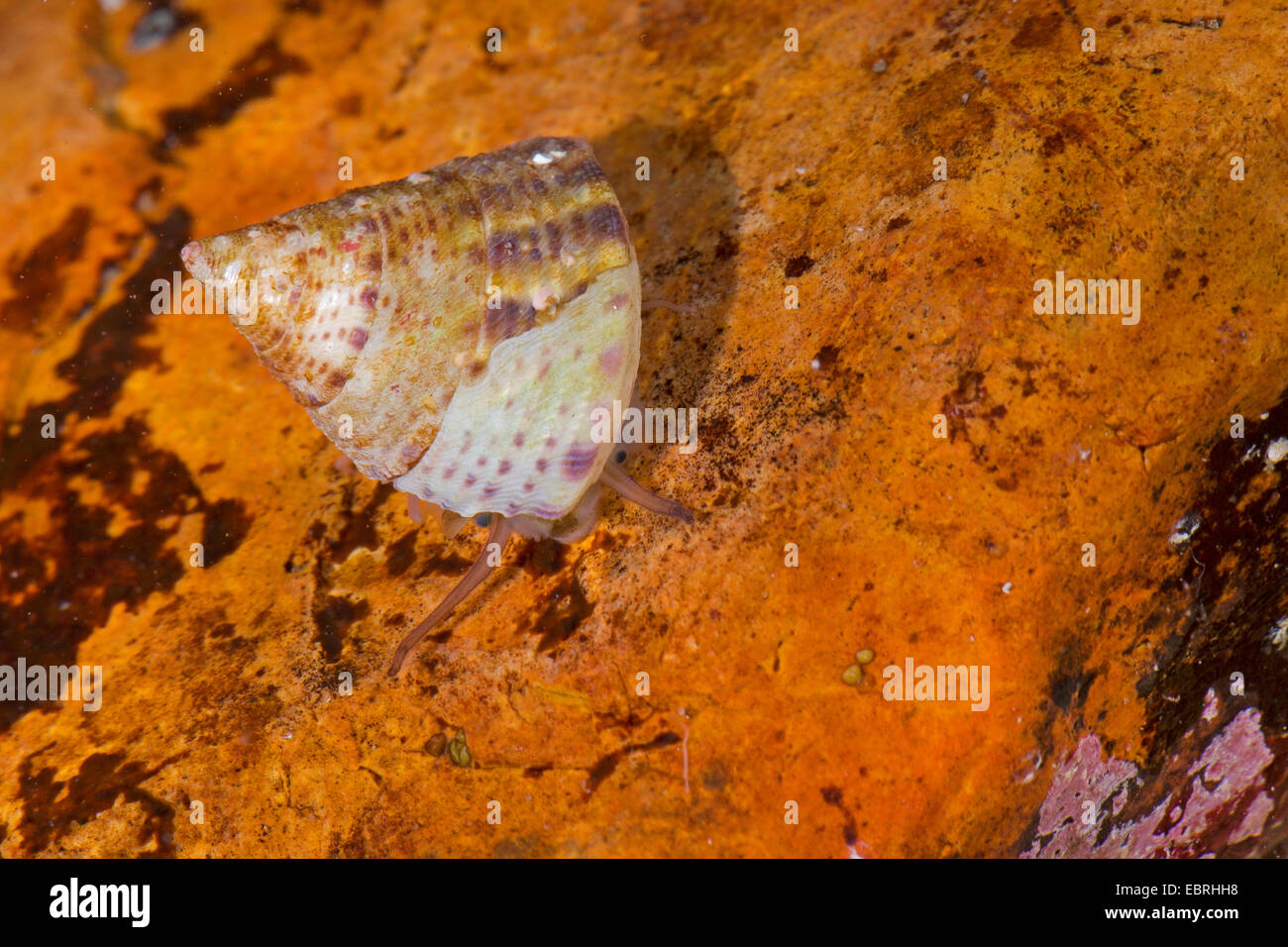 topsnail (Clelandella miliaris, Calliostoma miliaris, Trochus millegranus, Jujubinus miliaris, Ampulotrochus miliaris), creeping on a stone Stock Photo