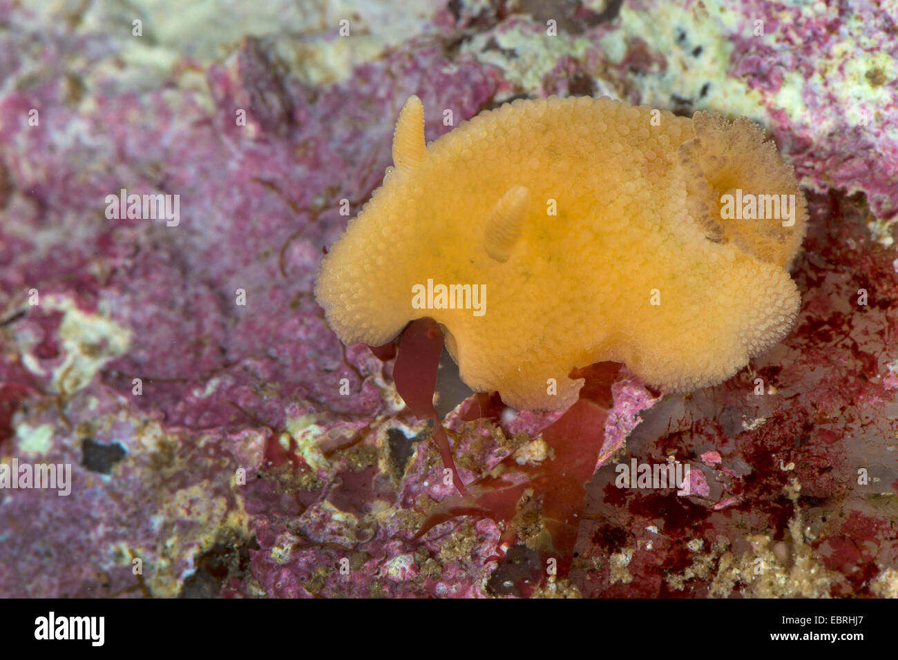 sea lemon (Doris pseudoargus, Archidoris pseudoargus, Archidoris tuberculata) Stock Photo