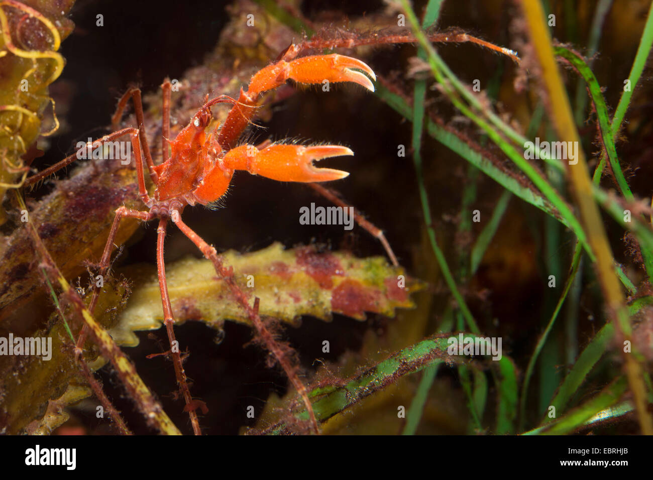 Long-legged spider crab (Macropodia rostrata) Stock Photo