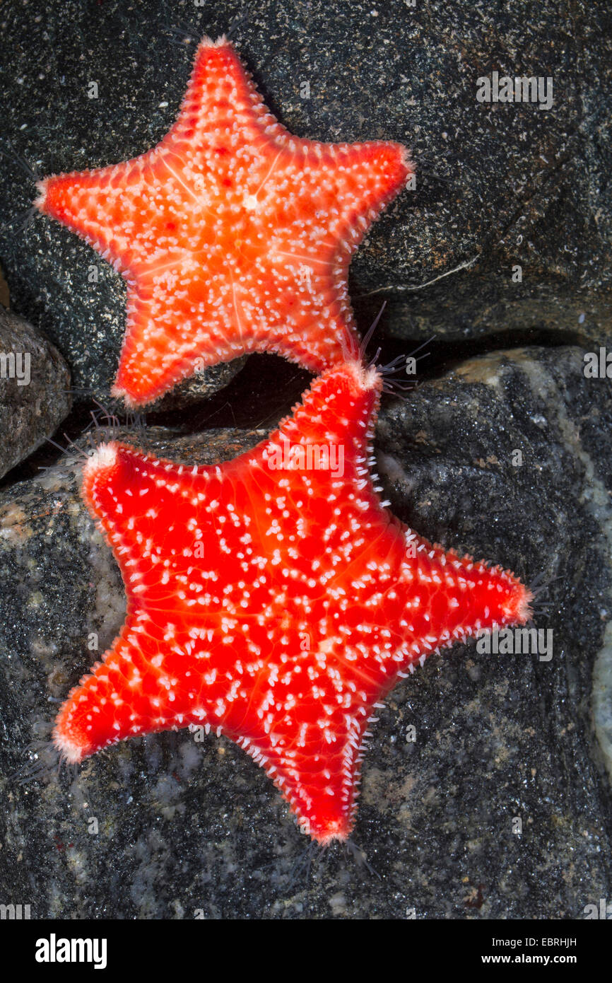 Red Cushion Star, Red cushion (Porania pulvillus), two individuals Stock Photo