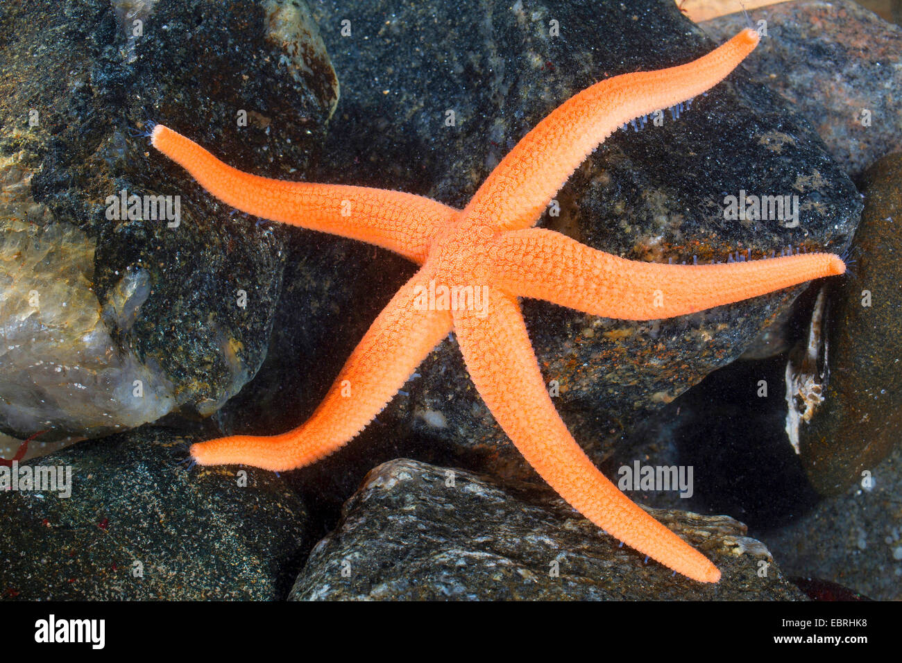 Rosy Starfish (Stichastrella rosea, Asteracanthion rosea, Asterias rosea) Stock Photo