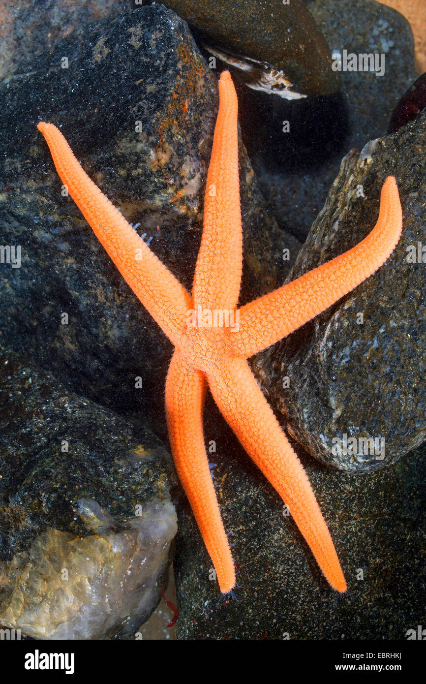 Rosy Starfish (Stichastrella rosea, Asteracanthion rosea, Asterias rosea) Stock Photo