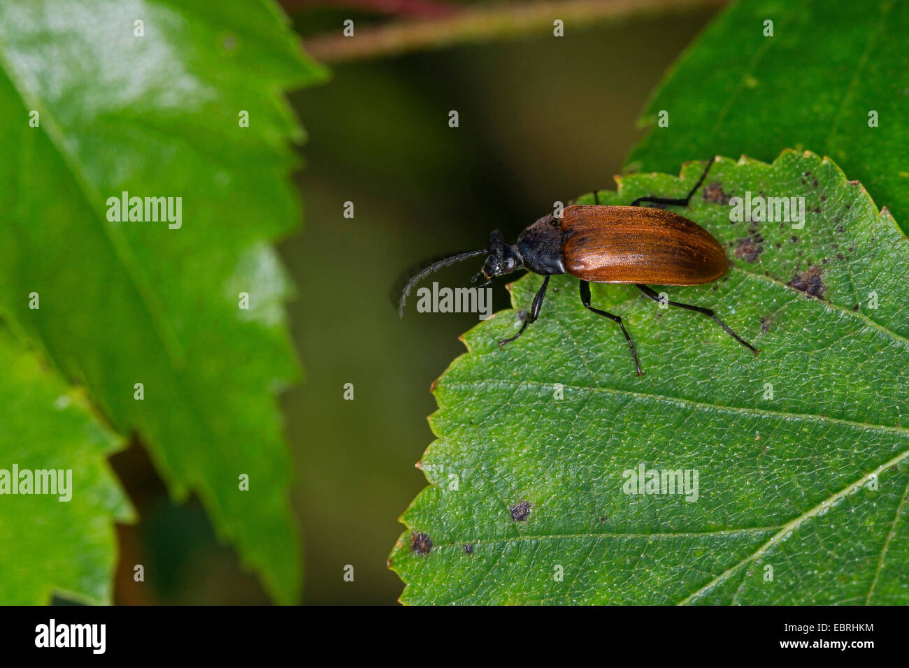 Darkling beetle (Pseudocistela ceramboides), female on a leaf, Germany Stock Photo
