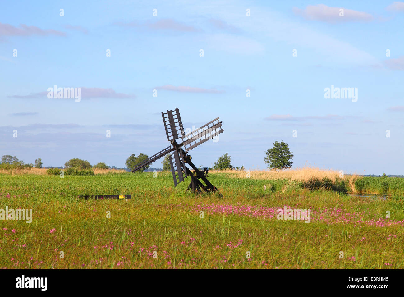meadow campion, ragged-robin (Lychnis flos-cuculi, Silene flos-cuculi), marsh meadow with flowering meadow campions and a wind-driven pump, Netherlands, Weerribben-Wieden National Park Stock Photo