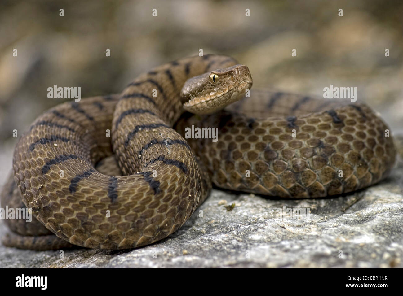 asp viper, aspic viper (Vipera aspis), threatening, close-up, France ...