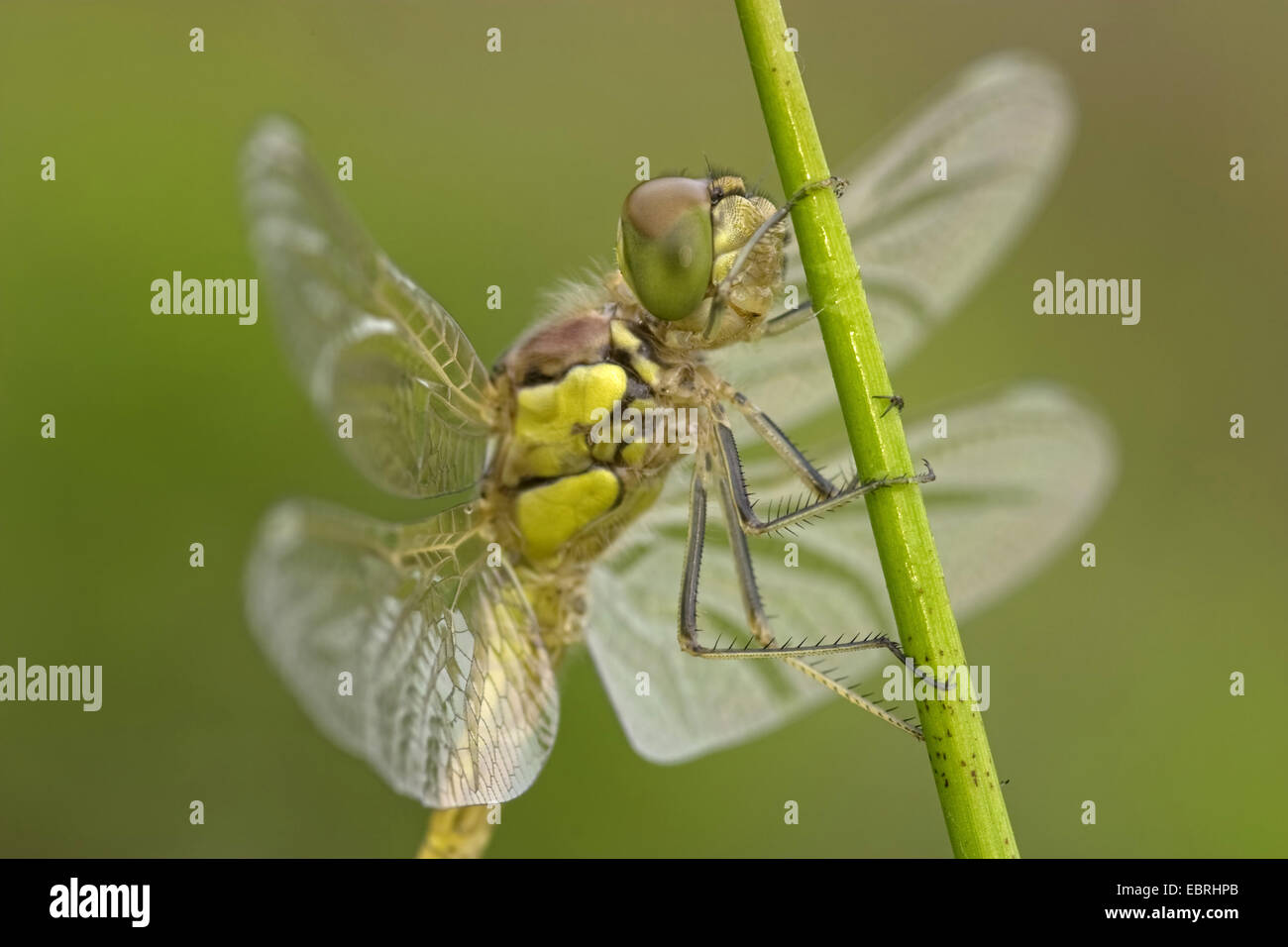 common sympetrum, common darter (Sympetrum striolatum), at a blade of grass, Belgium Stock Photo