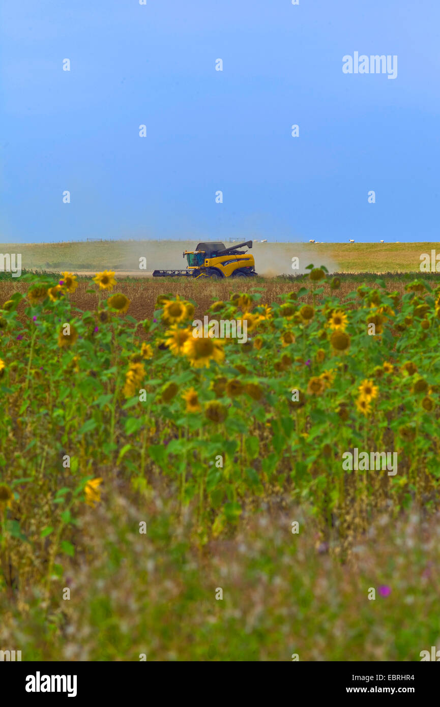 common sunflower (Helianthus annuus), harvester at work, sunflower