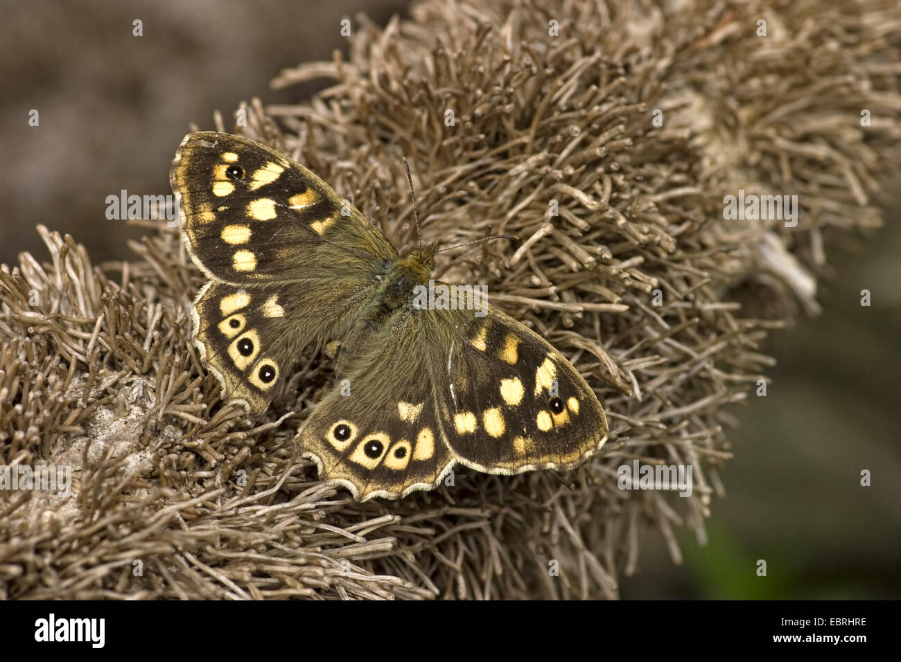 speckled wood (Pararge aegeria), close-up, full-length portrait on dead ivy, Belgium Stock Photo