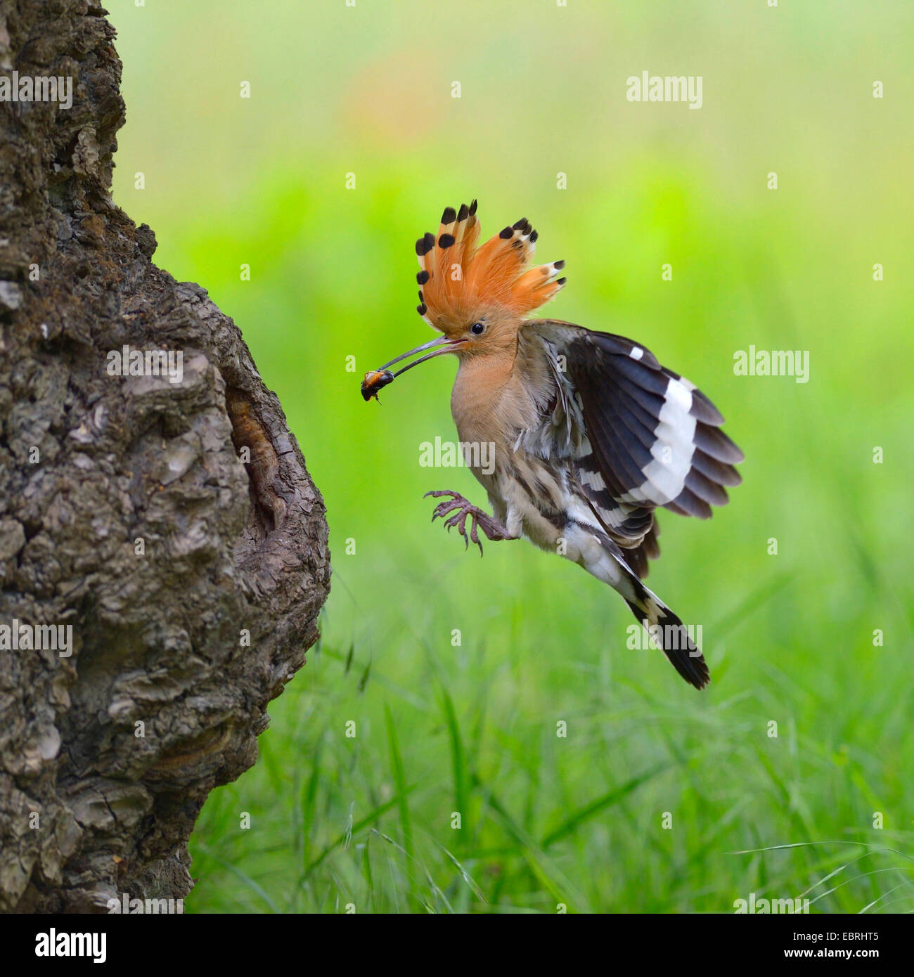 hoopoe (Upupa epops), approaching the breeding cave with feed in the bill, Hungary Stock Photo
