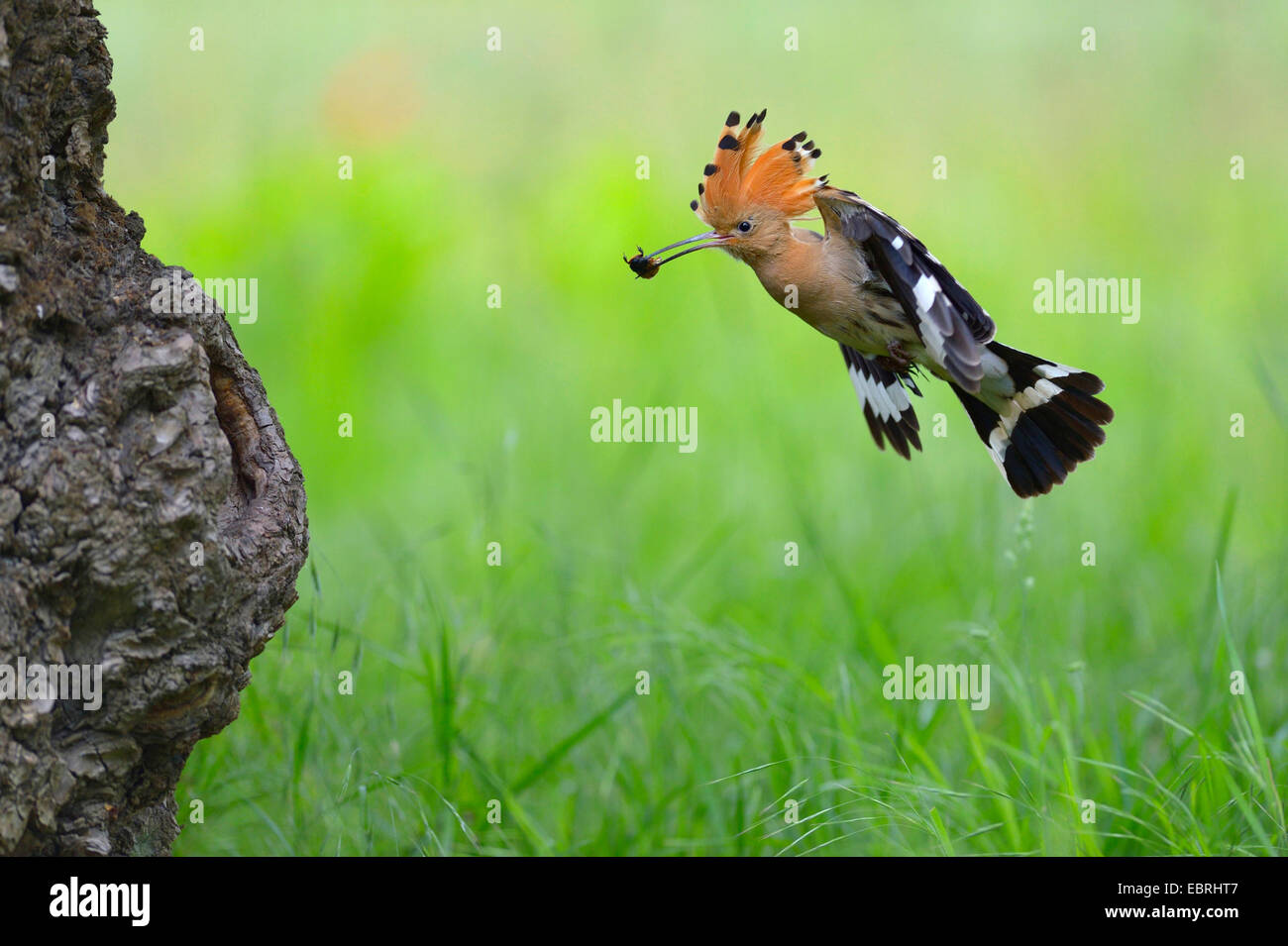 hoopoe (Upupa epops), approaching the breeding cave with feed in the bill, Hungary Stock Photo