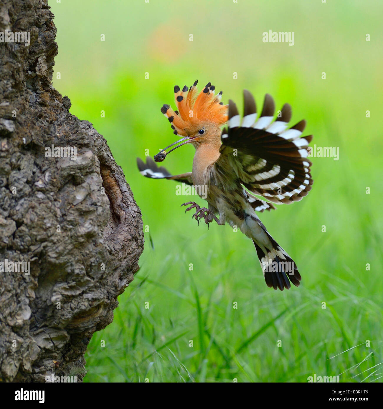 hoopoe (Upupa epops), approaching the breeding cave with feed in the bill, Hungary Stock Photo