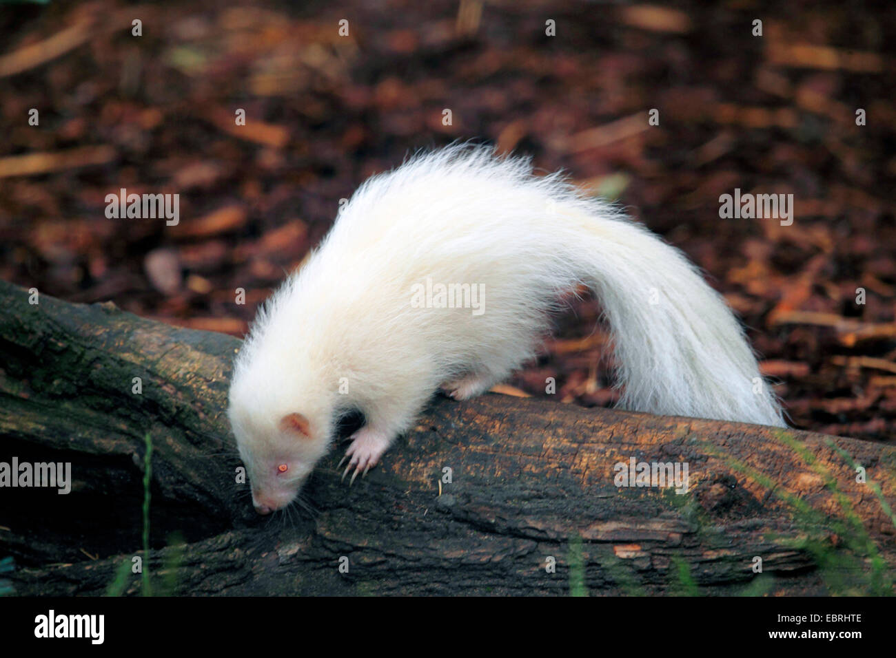 striped skunk (Mephitis mephitis), pup, albino, USA Stock Photo