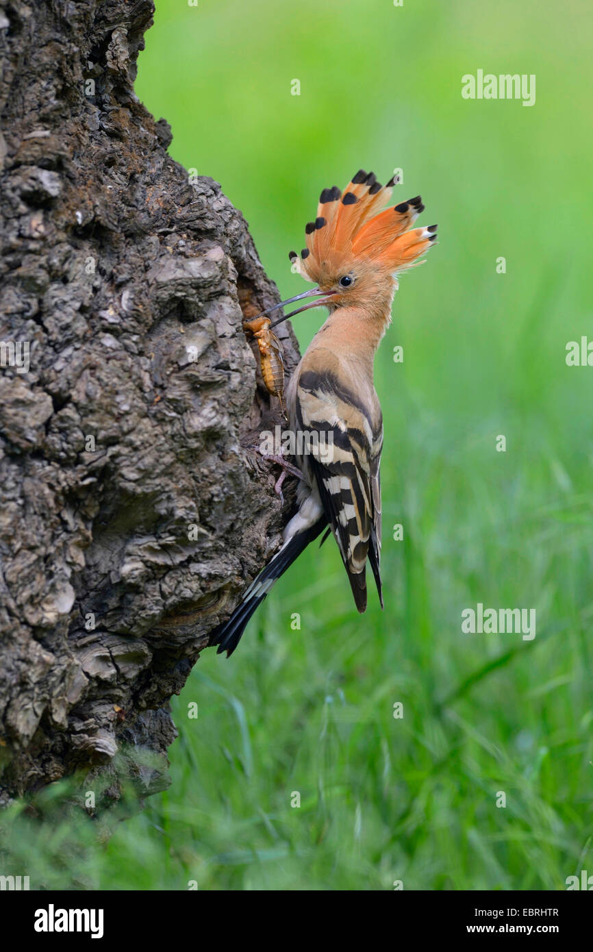 hoopoe (Upupa epops), at the breeding cave with a mole cricket in the bill, Hungary Stock Photo