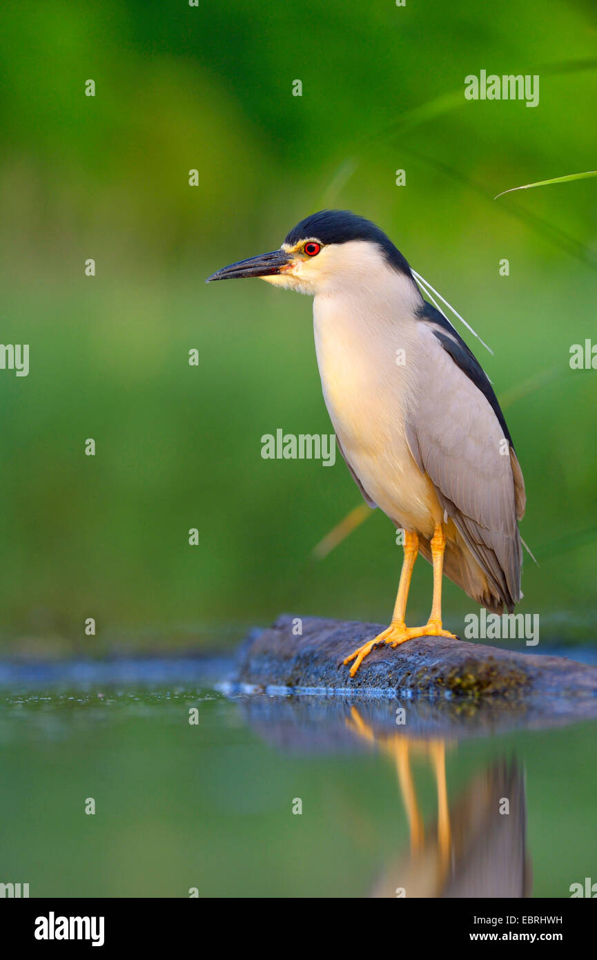 black-crowned night heron (Nycticorax nycticorax), stands on an old tree trunk in the water, Hungary Stock Photo