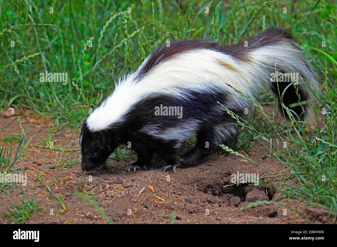 striped skunk (Mephitis mephitis), on the feed, USA Stock Photo