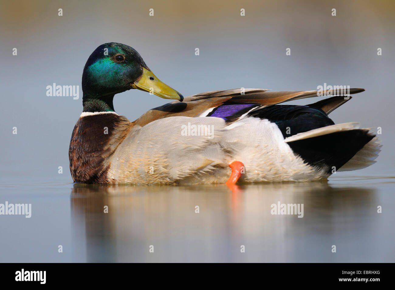 mallard (Anas platyrhynchos), male preening, Hungary Stock Photo