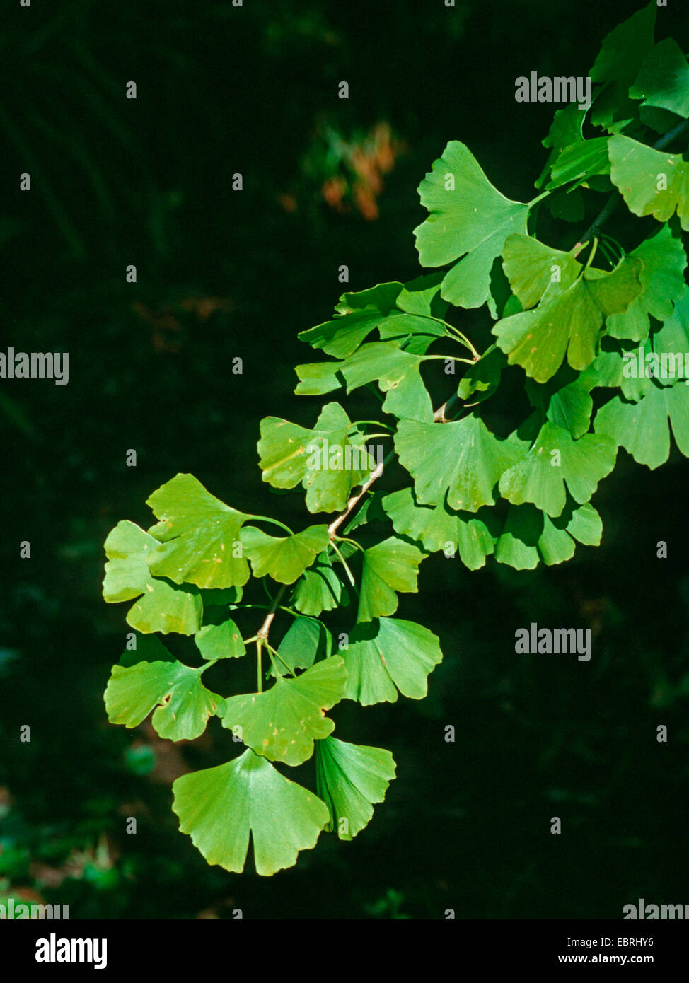 maidenhair tree, Ginkgo Tree, Gingko Tree, Ginko Tree (Ginkgo biloba), branch Stock Photo