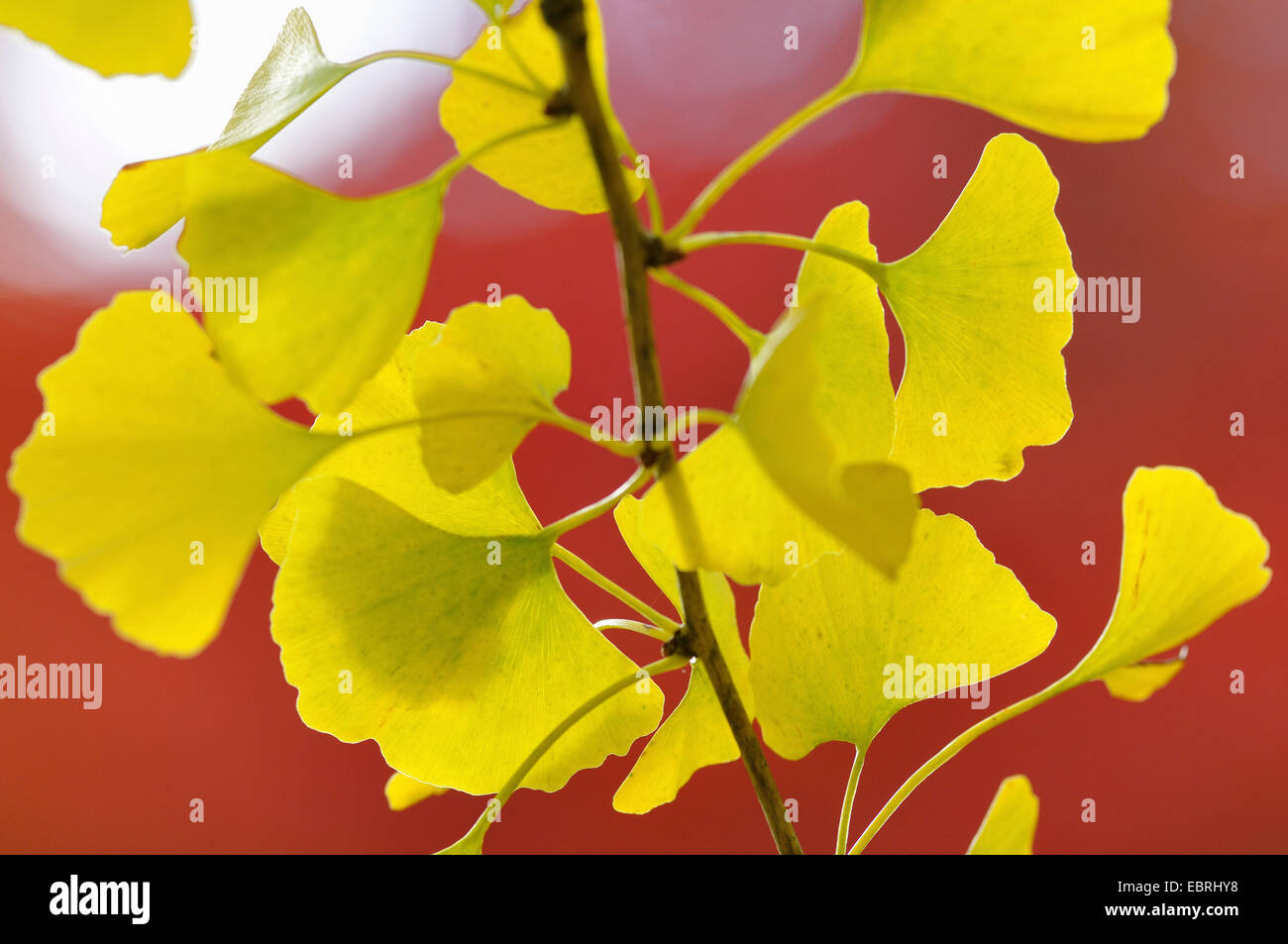 maidenhair tree, Ginkgo Tree, Gingko Tree, Ginko Tree (Ginkgo biloba