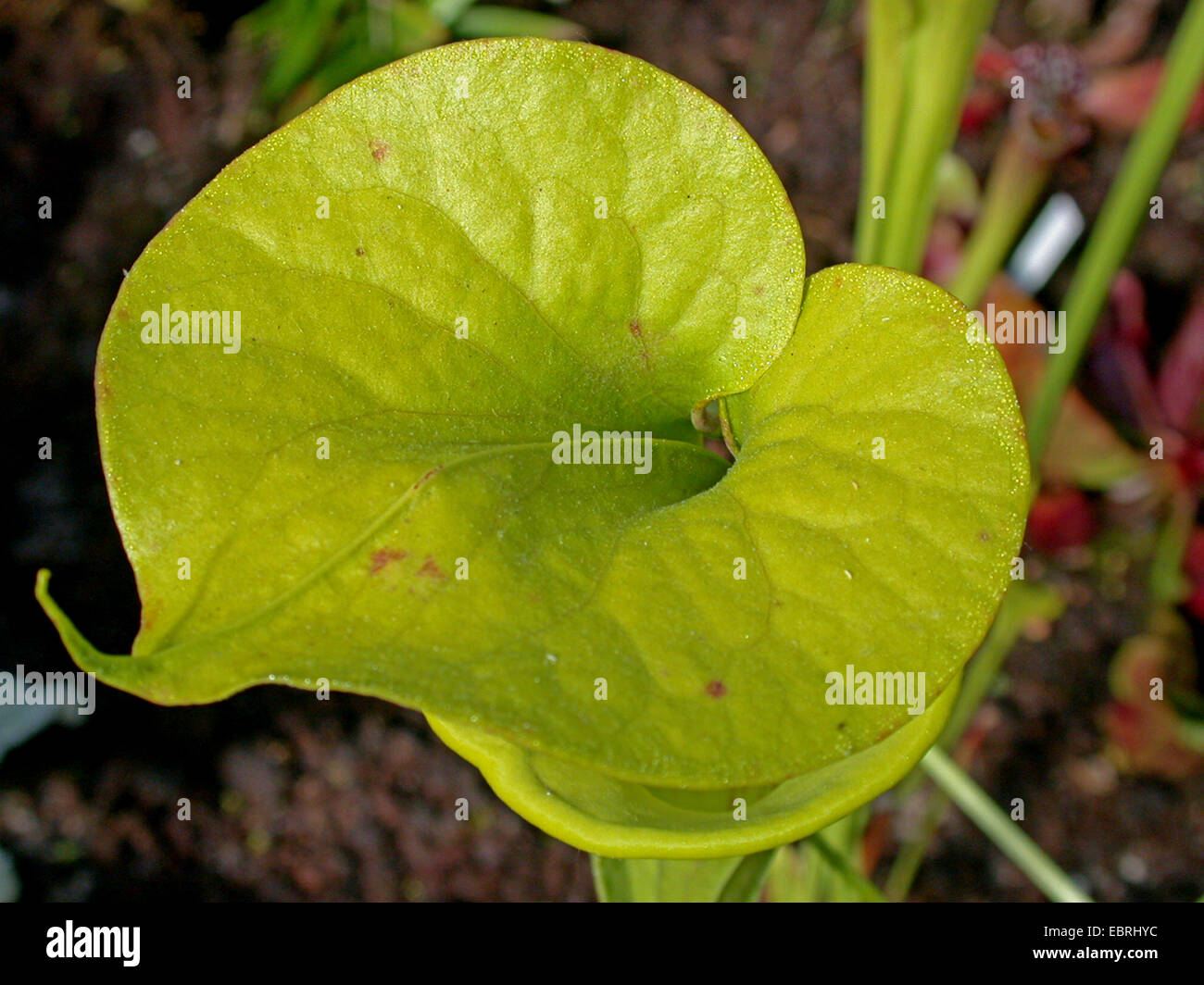 yellow pitcher plant, huntsman horn (Sarracenia flava), cap of leaves Stock Photo