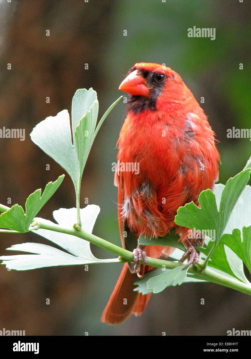 common cardinal (Cardinalis cardinalis), male sitting on a Gingko branch, USA Stock Photo