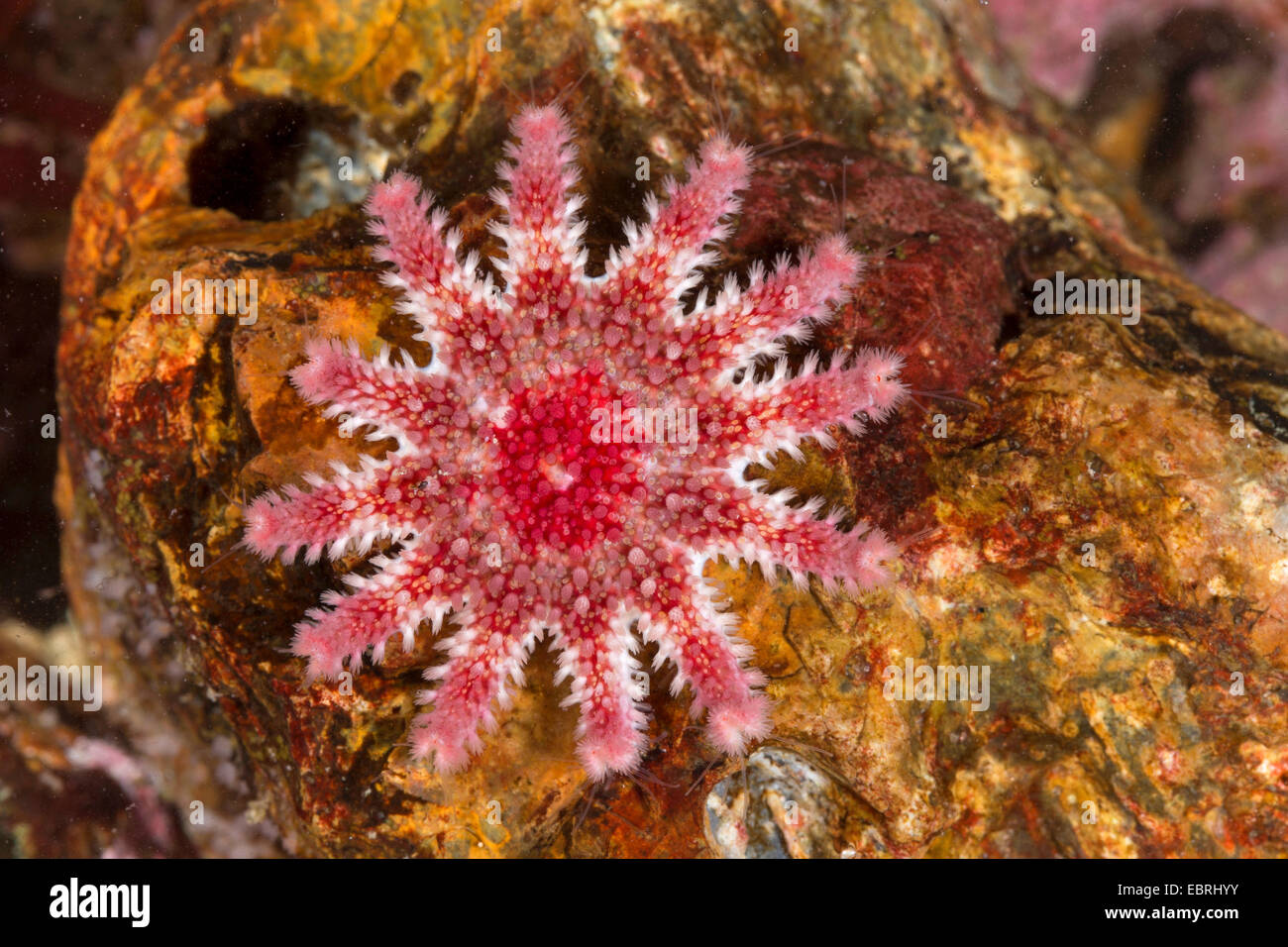 Common sun star, Spiny sun star, Spiny sunstar (Crossaster papposus, Solaster papposus) Stock Photo