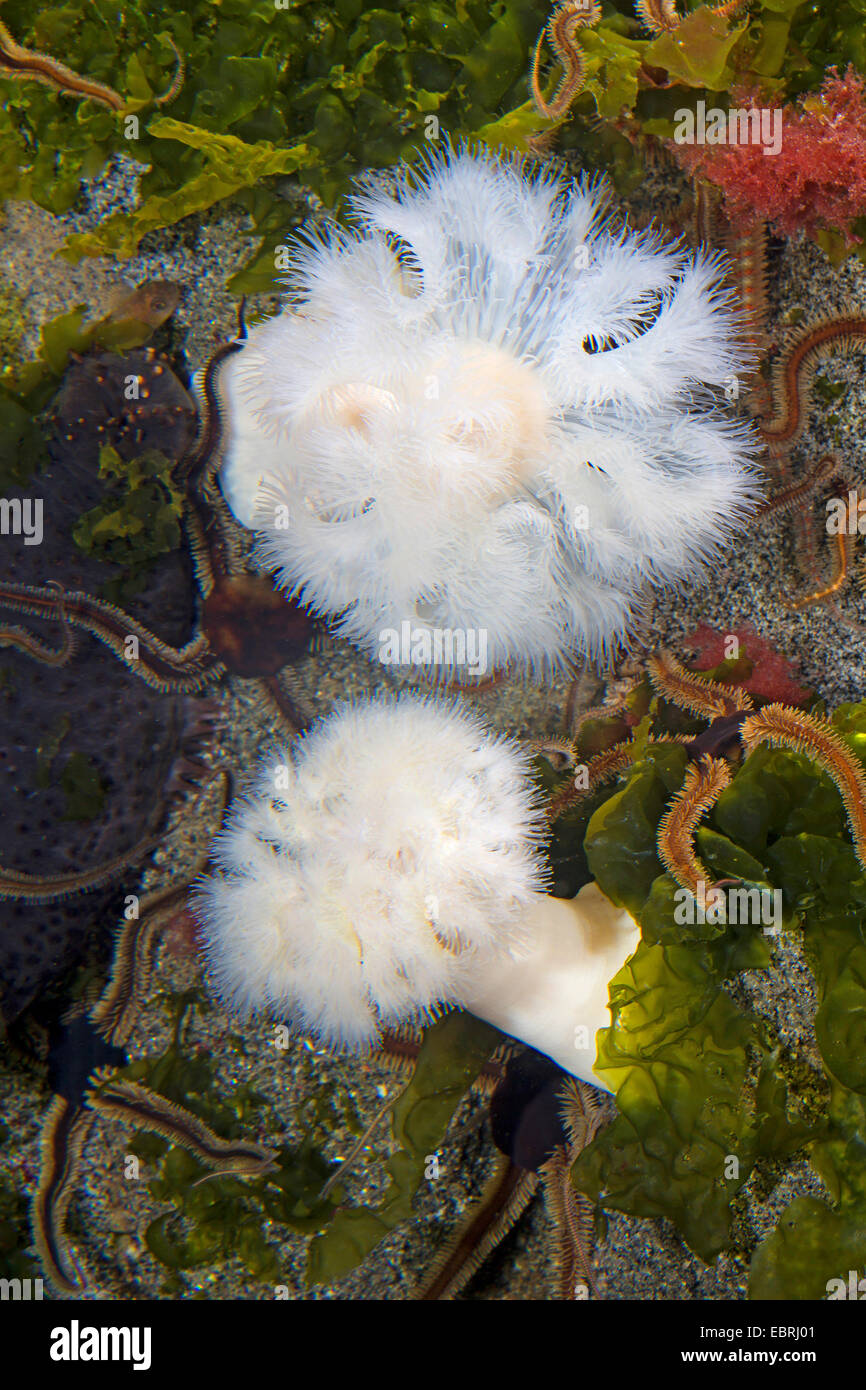 Cclonal plumose anemone, Frilled anemone, Plumose sea anemone, Brown sea anemone, Plumose anemone (Metridium senile) Stock Photo